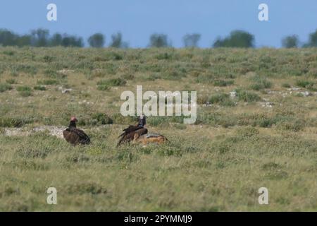 avvoltoi lappati sulla terra di etosha Foto Stock