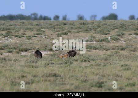 avvoltoi lappati sulla terra di etosha Foto Stock