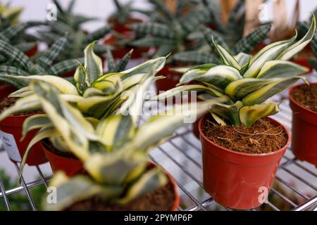 Sansevieria piante d'oro hahnii vivaio nelle pentole su scaffale di fiori serra Foto Stock