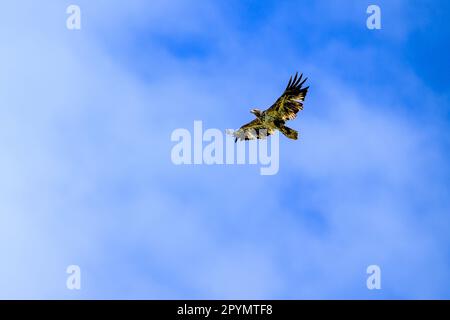 Una maestosa Aquila Bald Meridionale sorvola il cielo con le sue ali allungate. Foto Stock