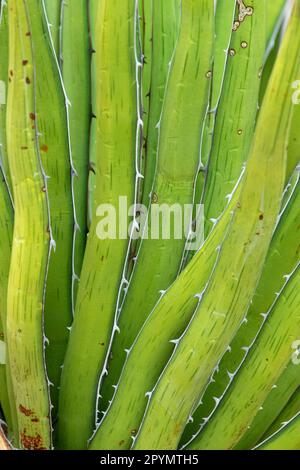 Agave Lechuguilla lungo l'Hot Springs Canyon Trail, il Big Bend National Park, Texas Foto Stock