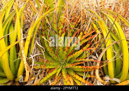 La falsa agave del Texas (Hechtia texensis) lungo l'Hot Springs Canyon Trail, il Big Bend National Park, Texas Foto Stock