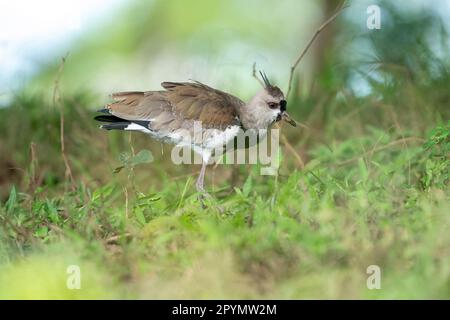 Capriolo meridionale (Vanellus chilensis) femmina, nei campi d'erba. Foto Stock