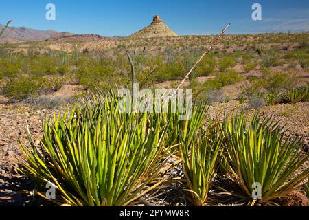 Agave lechuguilla, Big Bend National Park, Texas Foto Stock