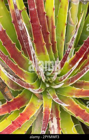 La falsa agave del Texas (Hechtia texensis) lungo il Mule Ears Spring Trail, Big Bend National Park, Texas Foto Stock