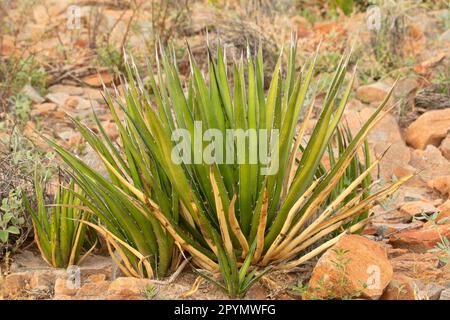 Agave Lechuguilla lungo il Mule Ears Spring Trail, Big Bend National Park, Texas Foto Stock