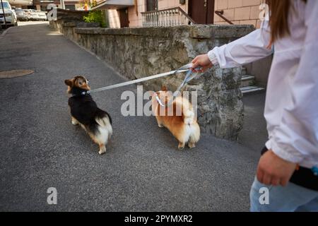 Proprietario che cammina due cani corgi su un guinzaglio nel centro della città. La giovane donna cammina con gli animali domestici in un giorno di primavera Foto Stock