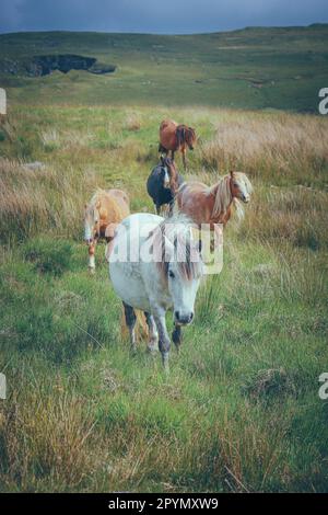 Una mandria di cavalli che camminano su una vivace e verde collina Foto Stock