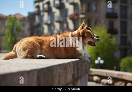 Coppia di cani Pembroke Welsh Corgi dal sole nel centro della città europea. Due giovani corgis che si godono la giornata di sole all'aperto Foto Stock