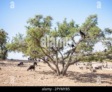 Capre in un albero, capre che si nutrono su albero di Argan in Marocco Foto Stock