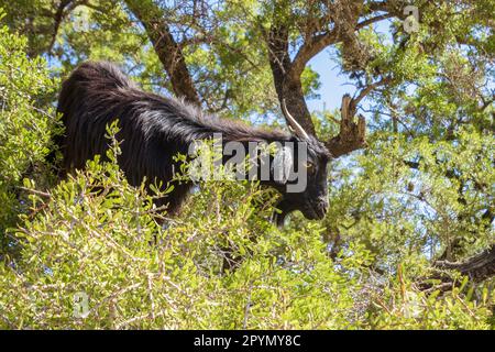 Capra in un albero, capra che mangia sull'albero di Argan in Marocco Foto Stock