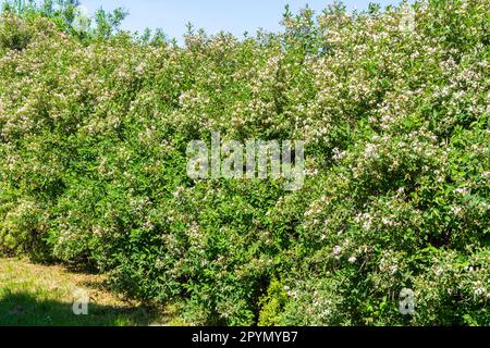 Lonicera tatarica (Tatarian honeysuckle) arbusto fioritura in primavera, Ungheria, Europa Foto Stock