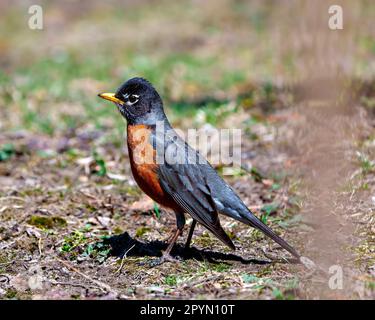 American Robin Bird in piedi sul terreno e foraging per cibo con sfondo sfocato nel suo ambiente e habitat che mostra piumaggio piuma. Foto Stock