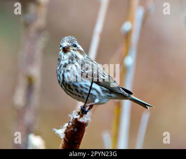 Porpora femmina Finch appollaiato su un mattone e guardando la fotocamera con sfondo morbido nel suo ambiente e habitat circostante. Finch Picture (Finch Picture). Foto Stock