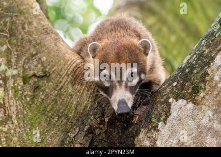 Il coati dal naso bianco (Nasua narica) mi guarda, in un albero Foto Stock