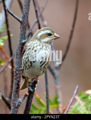 Porpora Finch femmina vista frontale appollaiato su un ramoscello con morbido sfondo marrone nel suo ambiente e habitat circostante. Finch Picture (Finch Picture). Foto Stock