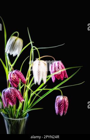 Un bel bouquet romantico di tulipani rosa e bianchi in un vaso di vetro trasparente su uno sfondo nero intenso Foto Stock