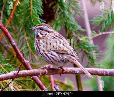 Canzone Sparrow primo piano vista laterale arroccata su un ramo con uno sfondo di foresta di conifere nel suo ambiente e habitat circostante. Immagine dello spara. Foto Stock