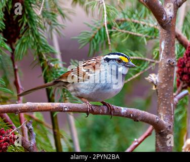 Bianco-incoronato Sparrow primo piano vista del profilo arroccato su un ramo di albero con lo sfondo della foresta nel suo ambiente e habitat. Immagine dello spara. Foto. Foto Stock