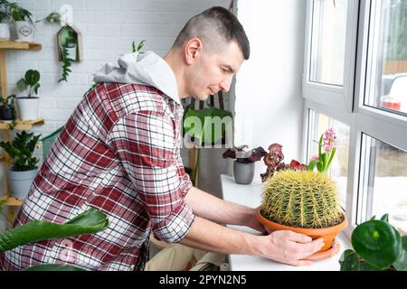 Grande echinocactus Gruzoni nelle mani dell'uomo all'interno vicino alla finestra sul davanzale delle piante domestiche. Produzione di raccolto domestico, razza di pianta Foto Stock