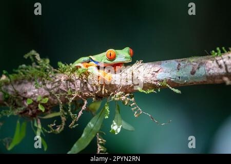 La famosa rana dagli occhi rossi (Agalychnis callidryas) su un ramo con un po' di muschio Foto Stock
