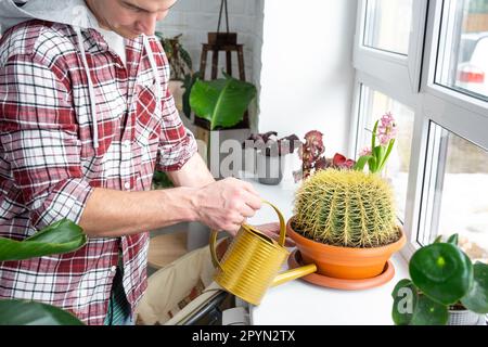 L'uomo versa da un annaffiatoio in un pallet grande echinocactus Gruzoni sul davanzale delle piante domestiche. Produzione di raccolto domestico, equilibrio di acqua di de Foto Stock