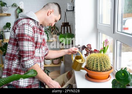 L'uomo versa da un annaffiatoio in un pallet grande echinocactus Gruzoni sul davanzale delle piante domestiche. Produzione di raccolto domestico, equilibrio di acqua di de Foto Stock