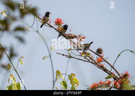 Mannikin di bronzo o munia di bronzo (Spermestes cucullata) che mangiano nettare dai fiori Foto Stock