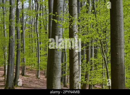 Carwitz, Germania. 01st maggio, 2023. Primavera nella foresta di libri 'Hullerbusch' con vista sul lago Zansen nel parco naturale 'Feldberger Seenlandschaft'. Vaste foreste, colline, valli, pianure sabbiose, imponenti dune interne, laghi limpidi e paludi nascoste, edifici storici, centri storici e musei, tutto questo si trova in questo parco naturale. Questo paesaggio variegato è stato modellato dall'ultima era glaciale. Credit: Patrick Pleul/dpa/Alamy Live News Foto Stock