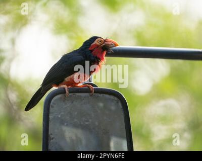 barbet barbuto (Lybius dubius) in cima allo specchio dell'autobus di Mandinari, Gambia Foto Stock