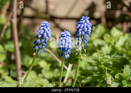 Giacinto d'uva, muscari botryoides, tre fiori blu e steli in giardino in primavera, Paesi Bassi Foto Stock