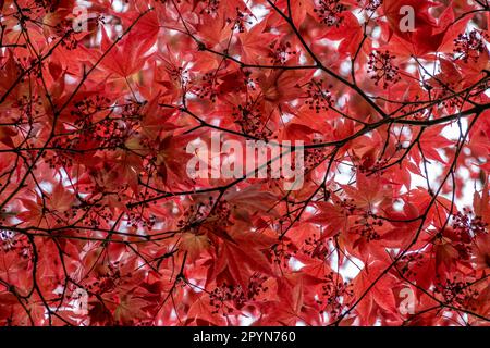 Acero giapponese, Acer palmatum 'Atropurpureum' rosso, albero con foglie rosse, vista del fogliame e rami dal basso, Paesi Bassi Foto Stock