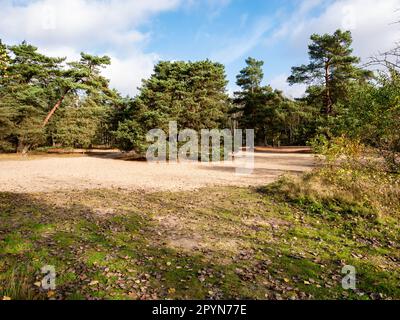 Alberi di pino scozzese nella riserva naturale Lutterzand vicino alla città di De Lutte a Losser, Overijssel, Paesi Bassi Foto Stock