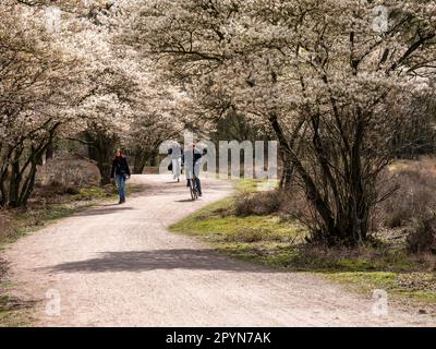 Persone a piedi e in bicicletta sulla pista ciclabile, alberi di mirtillo in fiore, Amelanchier lamarkii, nella riserva naturale Zuiderheide, Het Gooi, Paesi Bassi Foto Stock