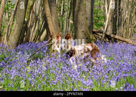 Un collie rosso di confine merle di tre colori sorgeva in boschi di Bluebell, Surrey, Regno Unito. Foto Stock
