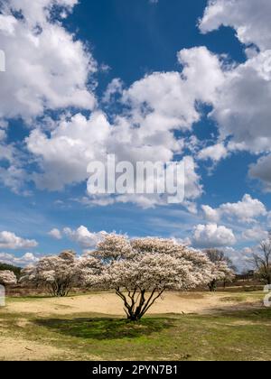 Juneberry o Serviceberry Trees, Amelanchier lamarkii, in fiore nella riserva naturale di Zuiderheide in Het Gooi, Olanda del Nord, Paesi Bassi Foto Stock