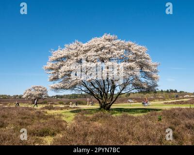 Persone a piedi e in bicicletta, alberi di mirtillo in fiore, Amelanchier lamarkii, nella riserva naturale Zuiderheide, Het Gooi, Paesi Bassi Foto Stock