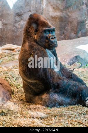 Un gorilla si siede vicino ad un muro al Woodland Park Zoo a Seattle, Washington. Foto Stock