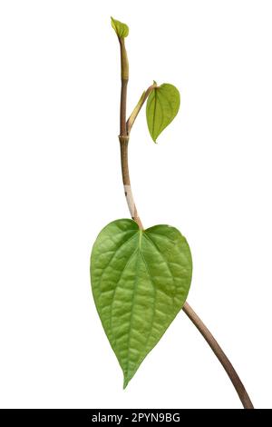 primo piano della vite di betel, di piper betel, di nuove foglie crescono in piante perenni di climber sempreverde originarie del sud-est asiatico, vite commercialmente importante Foto Stock