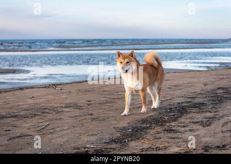 Il cane shiba inu rosso di 1 anni cammina sulla spiaggia del Mar Baltico. Foto Stock