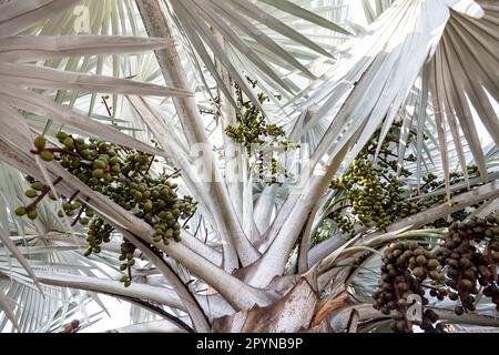 Silvery Bismarckia è un nobile genere monotipico della famiglia delle Palme, con frutti marroni e foglie bianche, provenienti dal Madagascar. Foto Stock