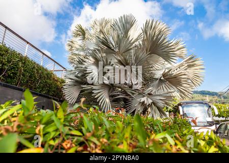 Silvery Bismarckia è un nobile genere monotipico della famiglia delle Palme, con frutti marroni e foglie bianche, provenienti dal Madagascar. Foto Stock