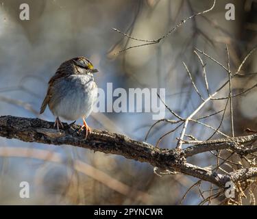 Sparrow dalla gola bianca (Zonotrichia albicollis), Mariner Point Park, Joppatown, MD Foto Stock