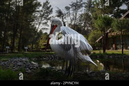 Parco Nazionale di Divjake-Karavasta in ALBANIA. Selvatica Selvatica Johny Pelican Foto Stock