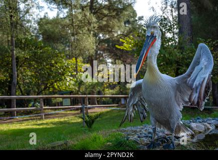 Parco Nazionale di Divjake-Karavasta in ALBANIA. Selvatica Selvatica Johny Pelican Foto Stock