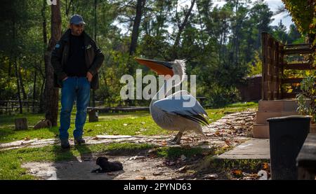 Ranger del parco nazionale con Johnny pelicano addomesticato nel parco nazionale di Divjake-Karavasta in Albania Foto Stock