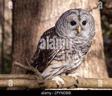 Barred Owl (Strix Varia), Walker Nature Preserve, Reston, Virginia Foto Stock