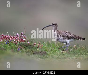 Whimbrel tra i fiori primaverili sul Clifftop della Cornovaglia Foto Stock