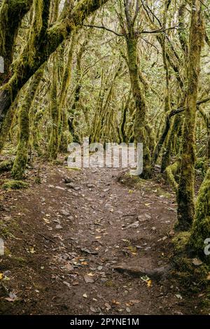 Un sentiero tortuoso che attraversa una foresta lussureggiante e ricoperta di muschio Foto Stock