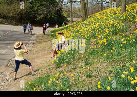 I visitatori potranno passeggiare e posarsi per scattare foto a Daffodil Hill, nel Lake View Cleveland's Cemetery, un luogo di ritrovo sempre più popolare. Foto Stock